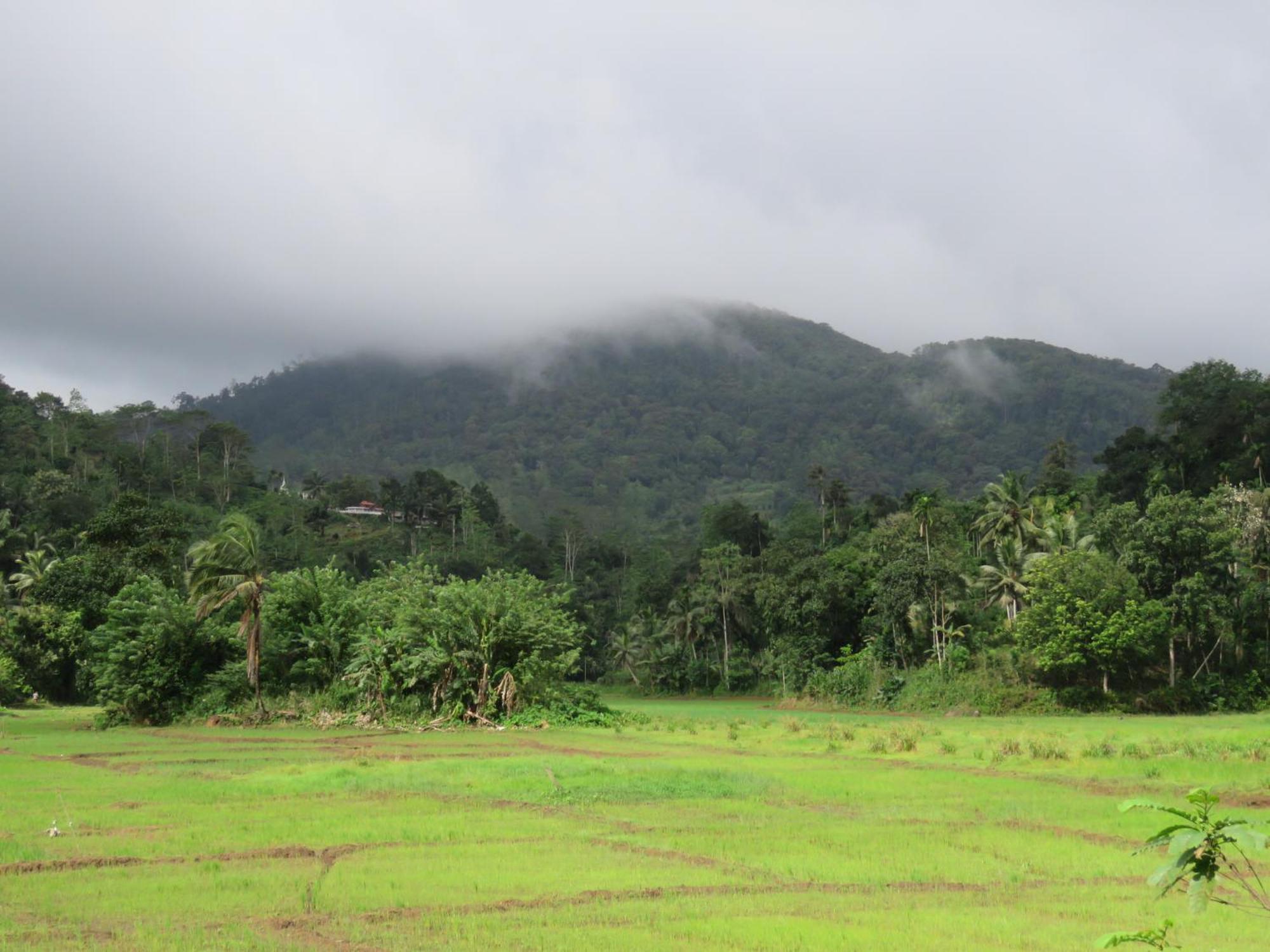 Wildlife Kingdom - Deniyaya Sinharaja Hotel Exterior photo